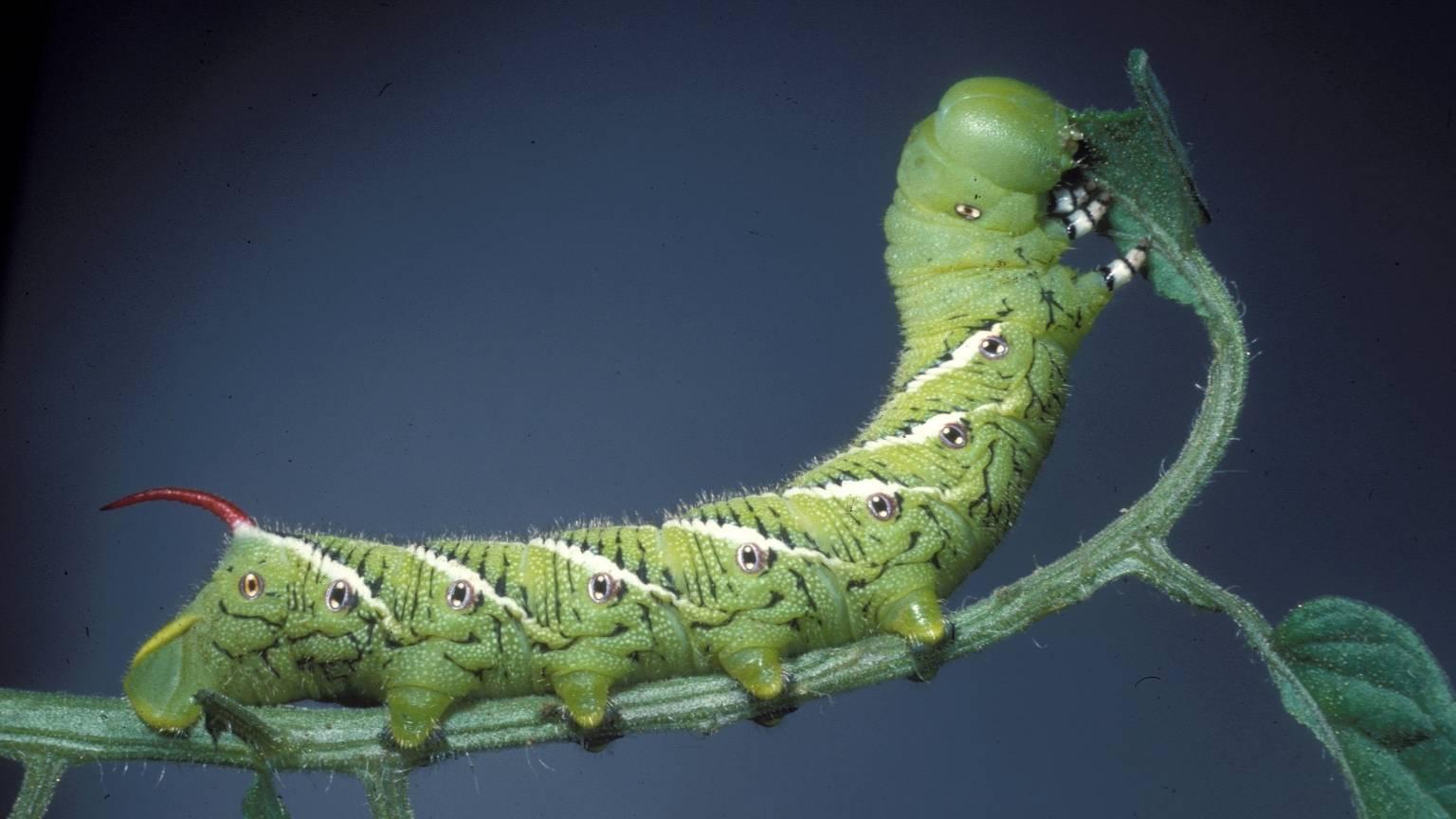 Tobacco or Tomato Hornworm on Vegetables University of Maryland